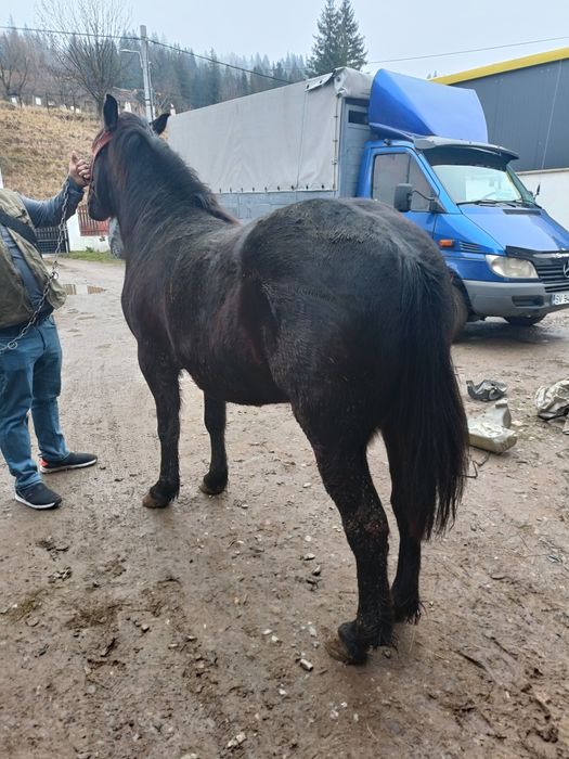 Vând o vițică de 7 luni și o mânză de 1 an și 4 lunii