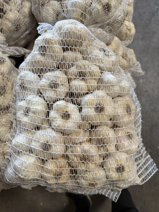 Vand usturoi de toamna