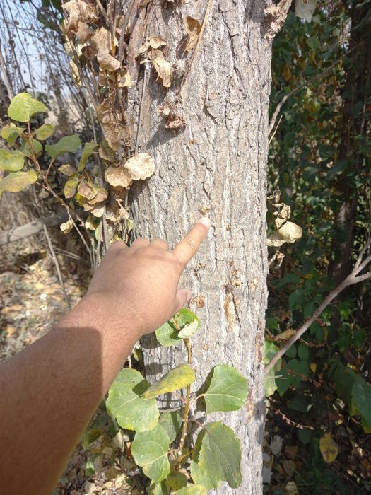 Прадаётса деревя,тераклар сотилади