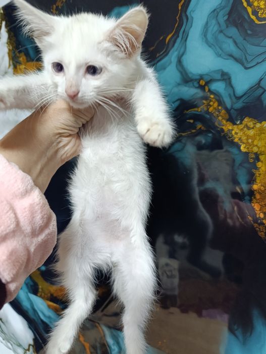 Котенок продаётся