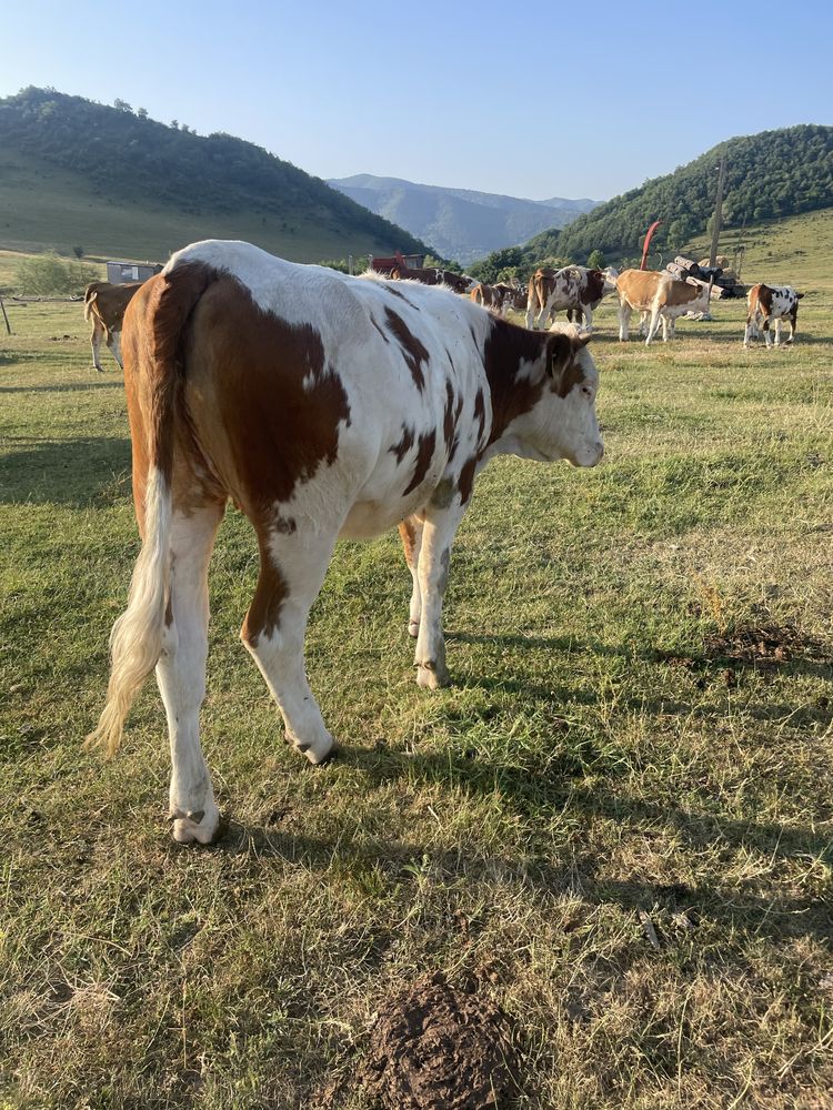 Vitei baltati doua vitele si un mascul