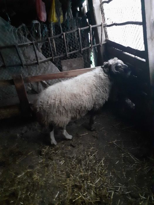 Продавам коч, продавам коч