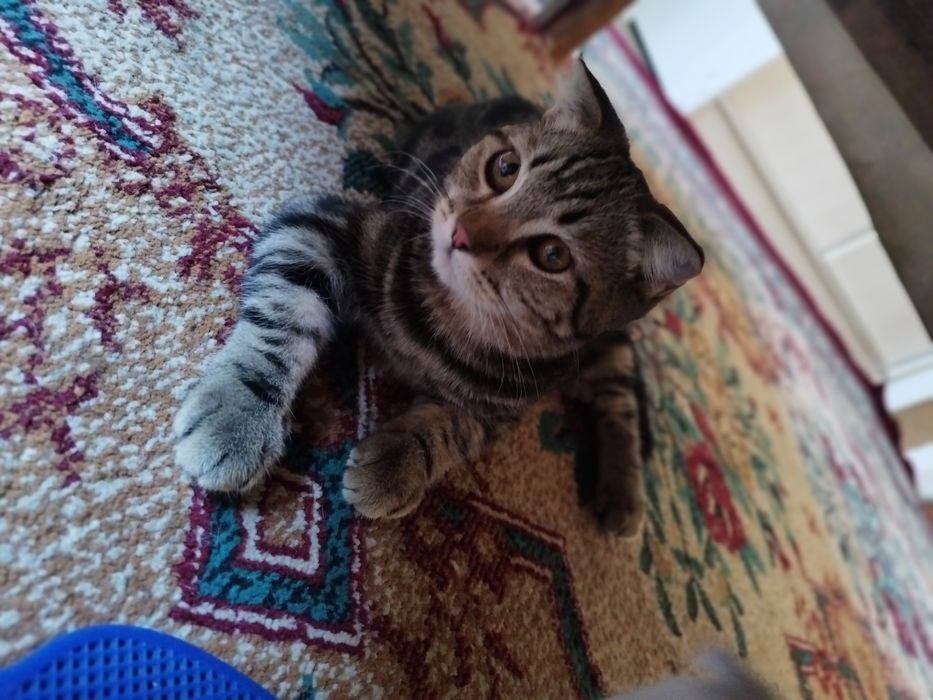 Скоттиш фолд угил киз