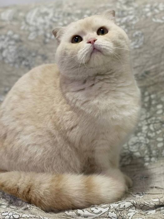 Scottish fold 120$