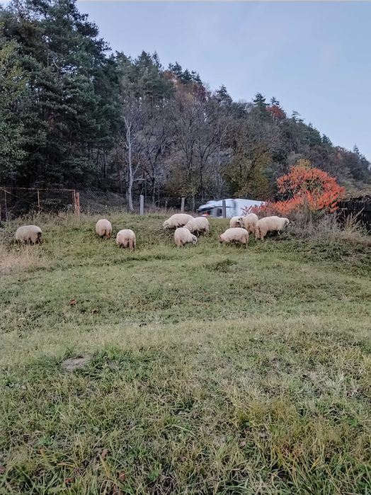 Vând 10 oi reformă