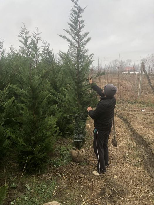 Cupressus leylandii 2.3m - 2.5m, leylandii gard viu verde veșnic