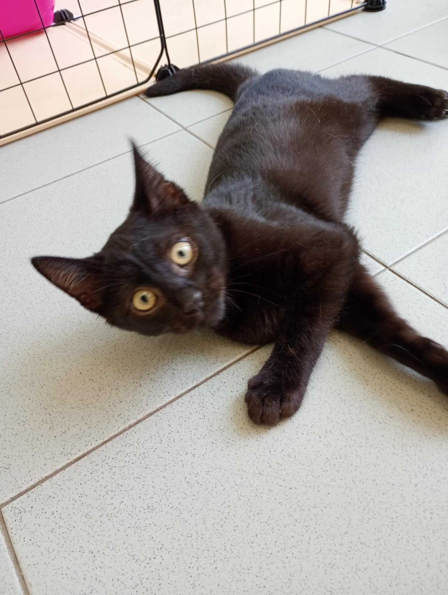 Малко прекрасно коте търси дом