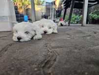 Pui Bichon maltez