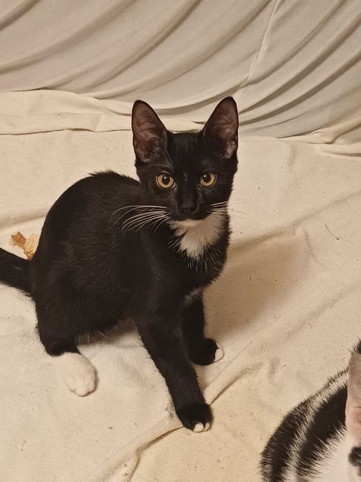 Pisicute pentru adoptie