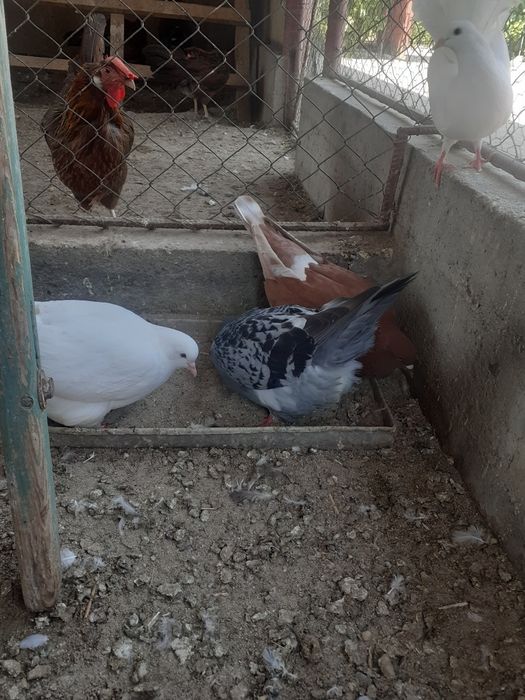 Porumbei mondaini francezi