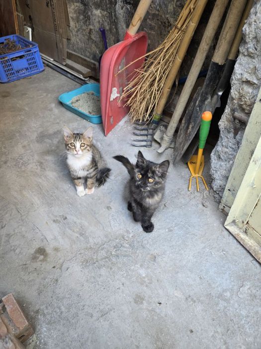 Отдам даром в ответсвенные руки