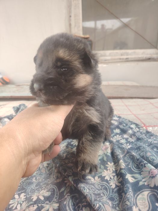 Немецкие овчарки