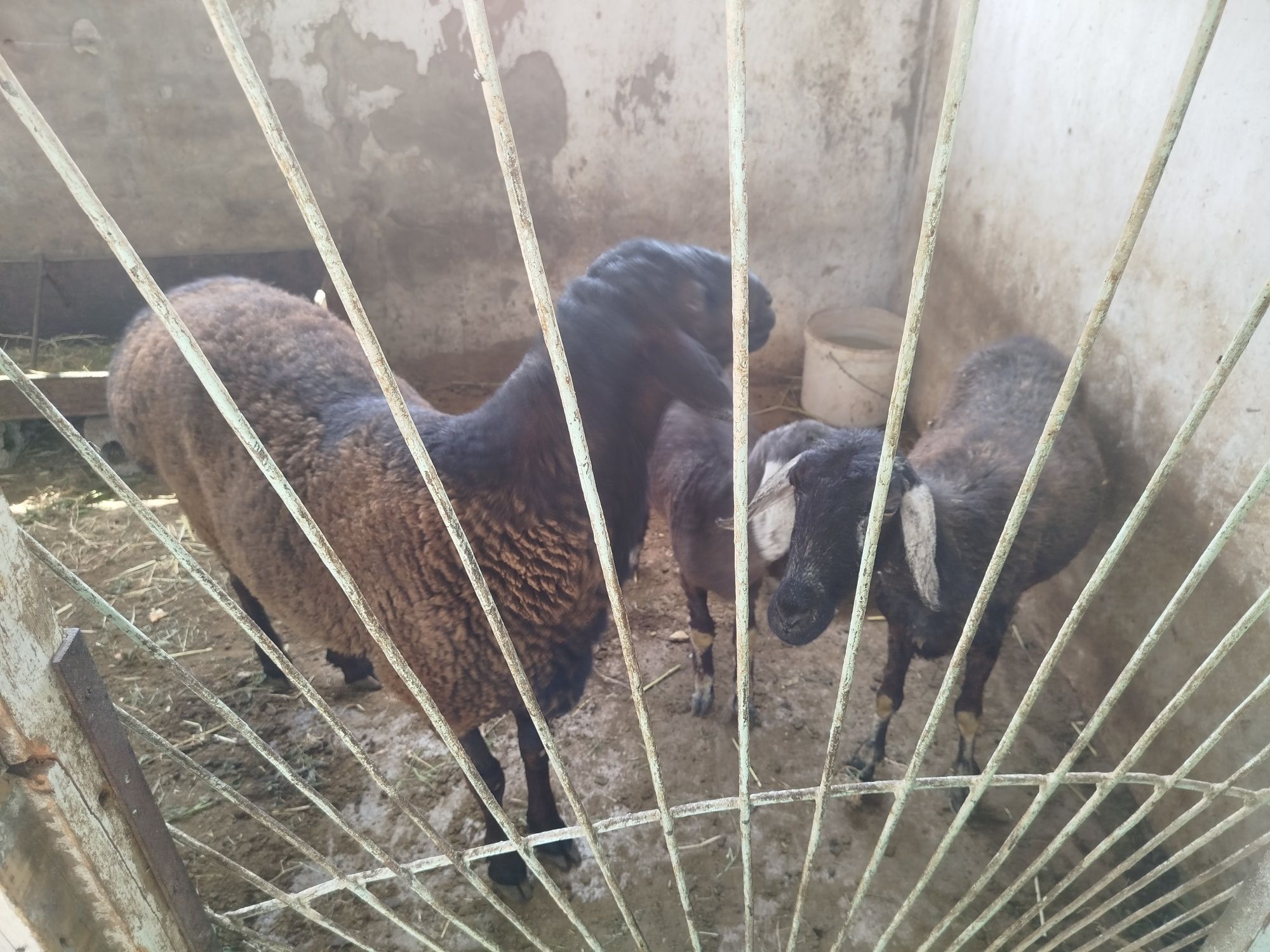 Qo'y qozilar sovliqlar sotiladi