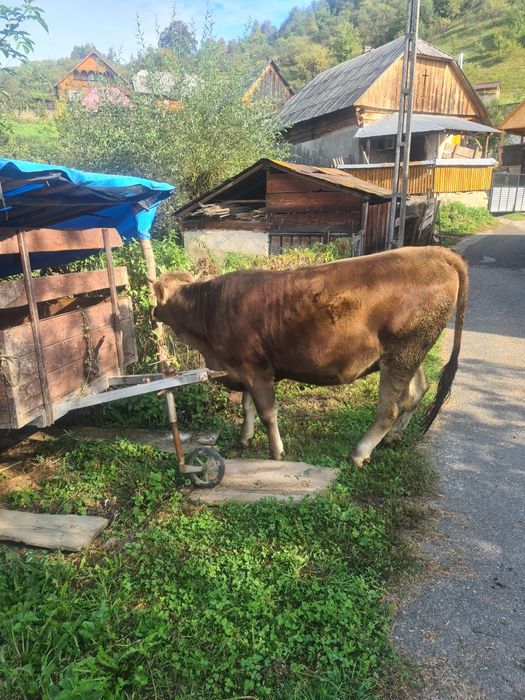 Jurinca a fata de vânzare