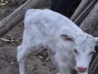 De vanzare vitel