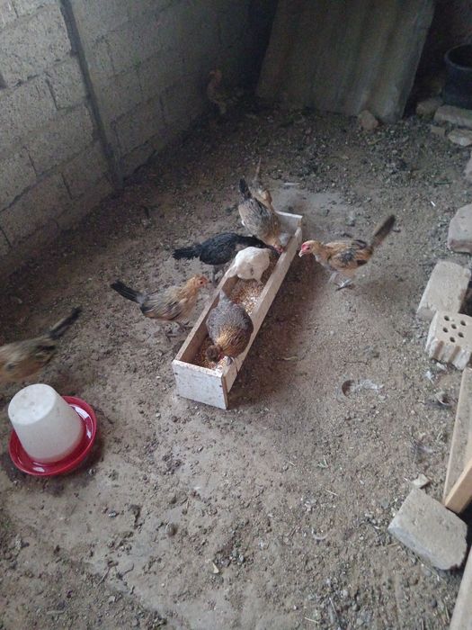 Япон токуклар сотувда
