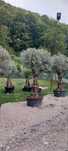 Vând plante ornamentale amenajări grădini