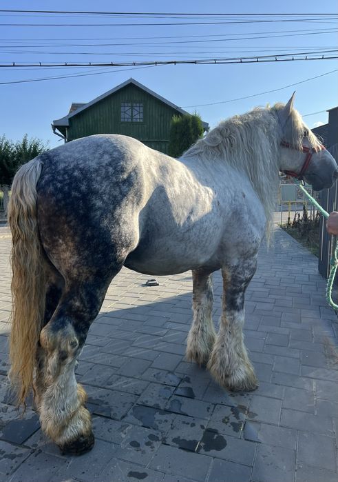 armasar greu deosebit de cuminte