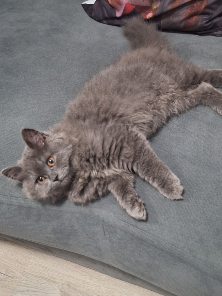 British Longhair