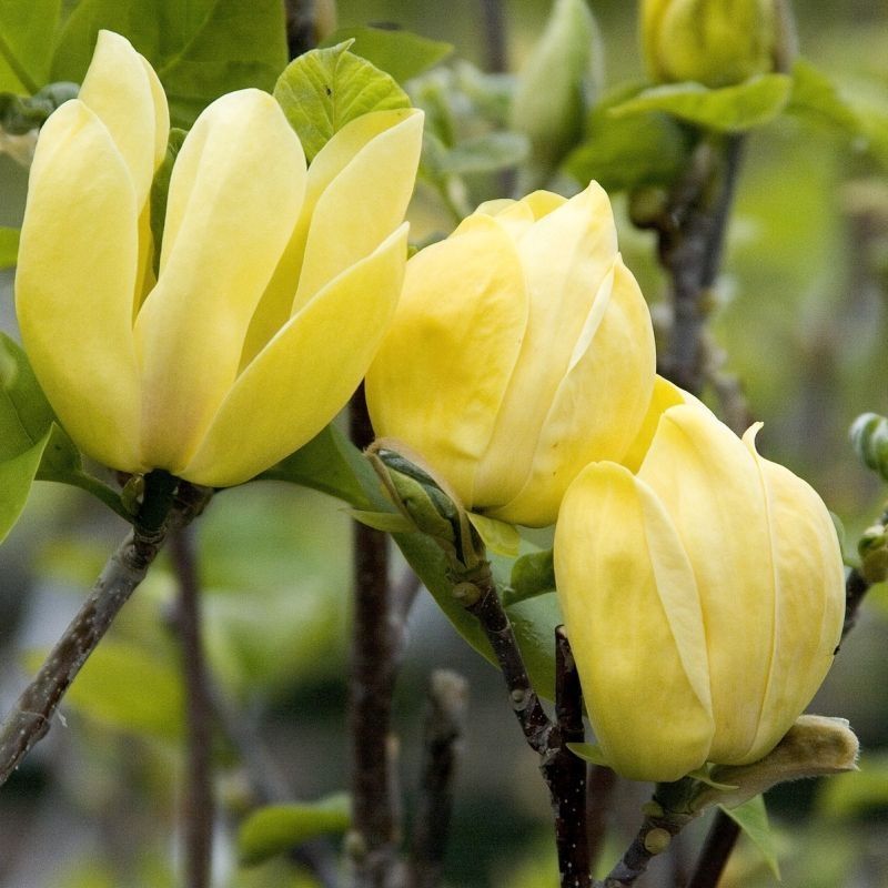 Magnolia Galbena Yellow Birt