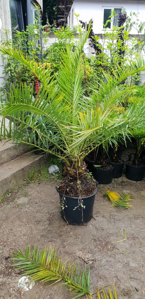 Palmieri pohonix