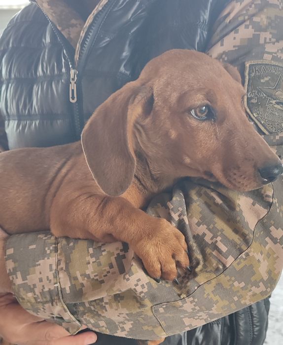 Продам щенка породу такса