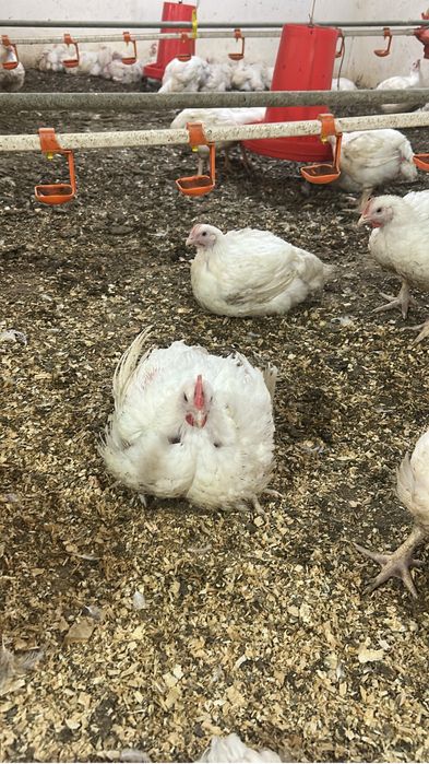 Мясо бройлера оптом