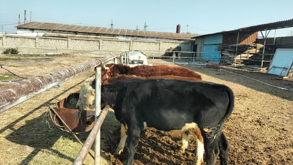 Продаются породистые бычки