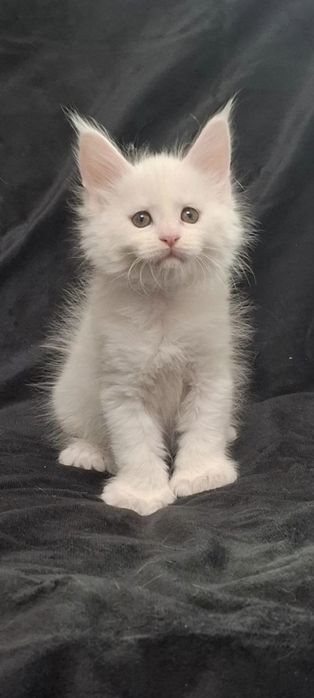 Котята  мейн- куны