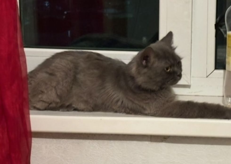 кот ищет новый дом