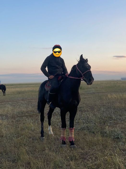 Жеребец продается