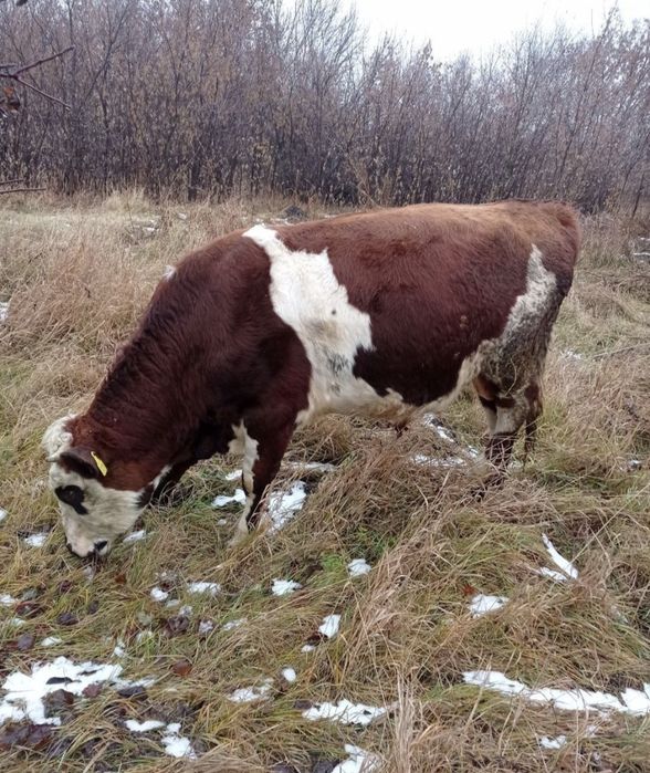 Продам быка 1год 8 мес