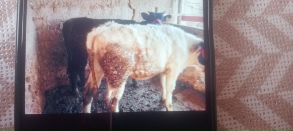 Соғым сыйыр келіп көріңдер