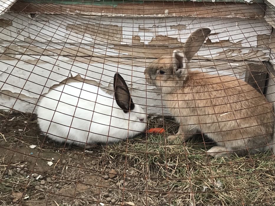 Продам кроликов разных возрастов и пород