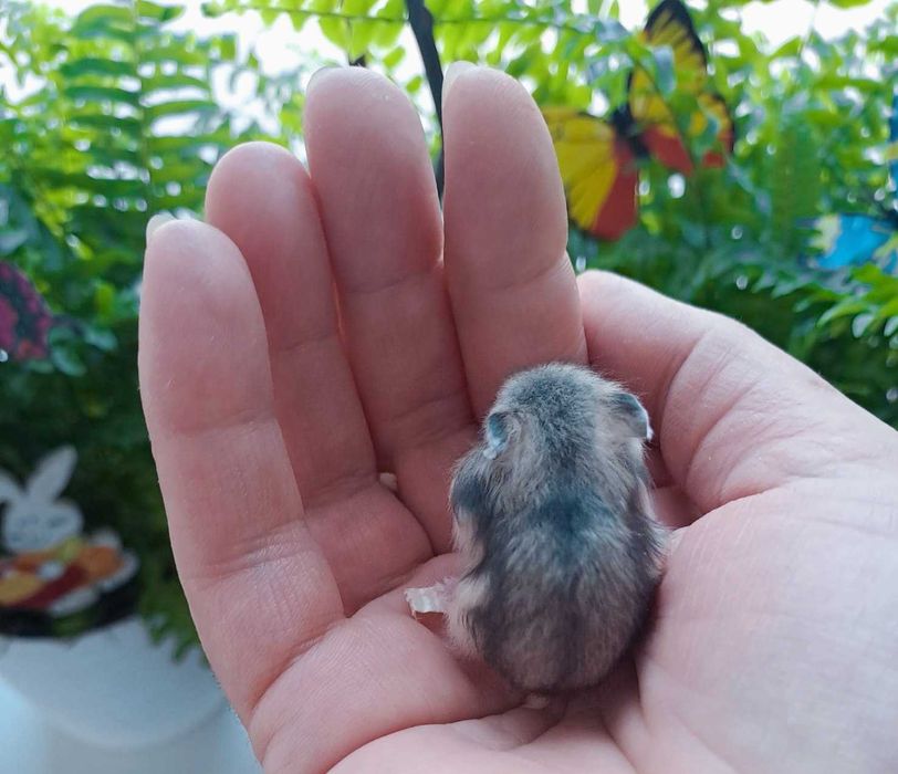 Puiuți de hamster foarte blânzi și drăguți