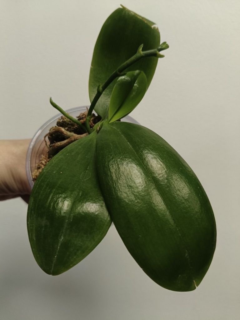 Орхидея Phal. Lyndon Mix Zebra ‘870’ — звезда в мире орхидей!