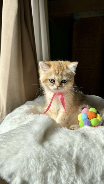 Fetita British Shorthair Chinchilla Gold