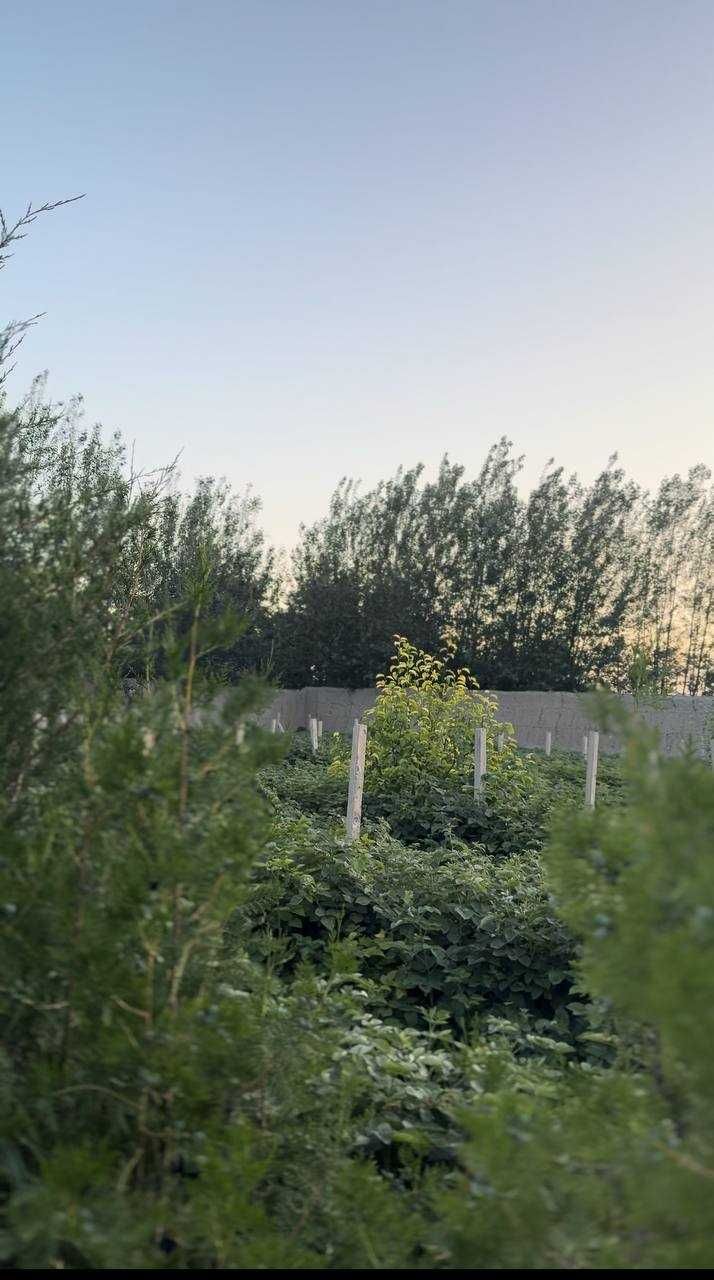 Dacha Malina – eng yaxshi dam olish maskani!