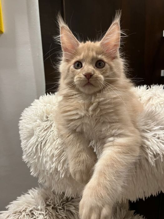 Baietel Maine Coon PEDIGREE Felisa