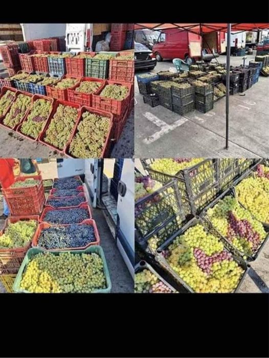 Vand struguri pentru vin !