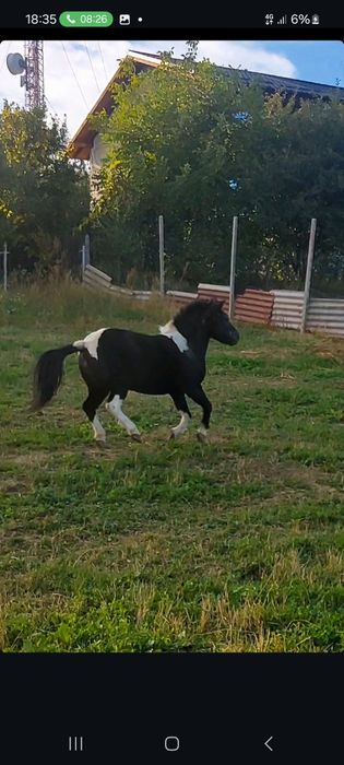 De vânzare ponei