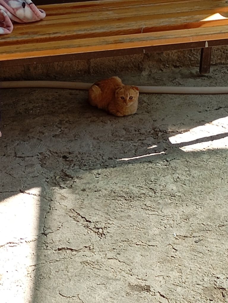 Отдаются бесплатно вислоухие кошки
