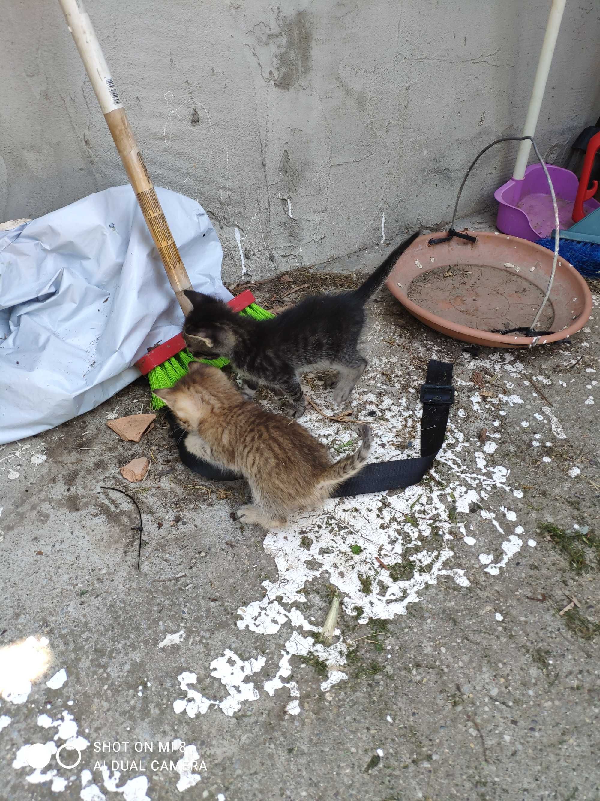 Donație pui de pisica