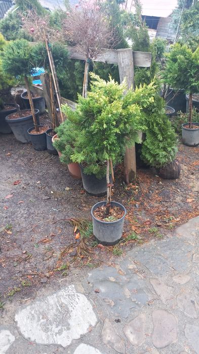 Vând mesteacăn tei brazi tuia pon pon spirale și multe altele plante