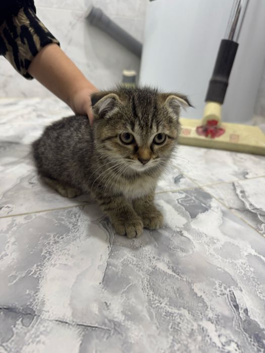 Шотландский вислоухий котенок