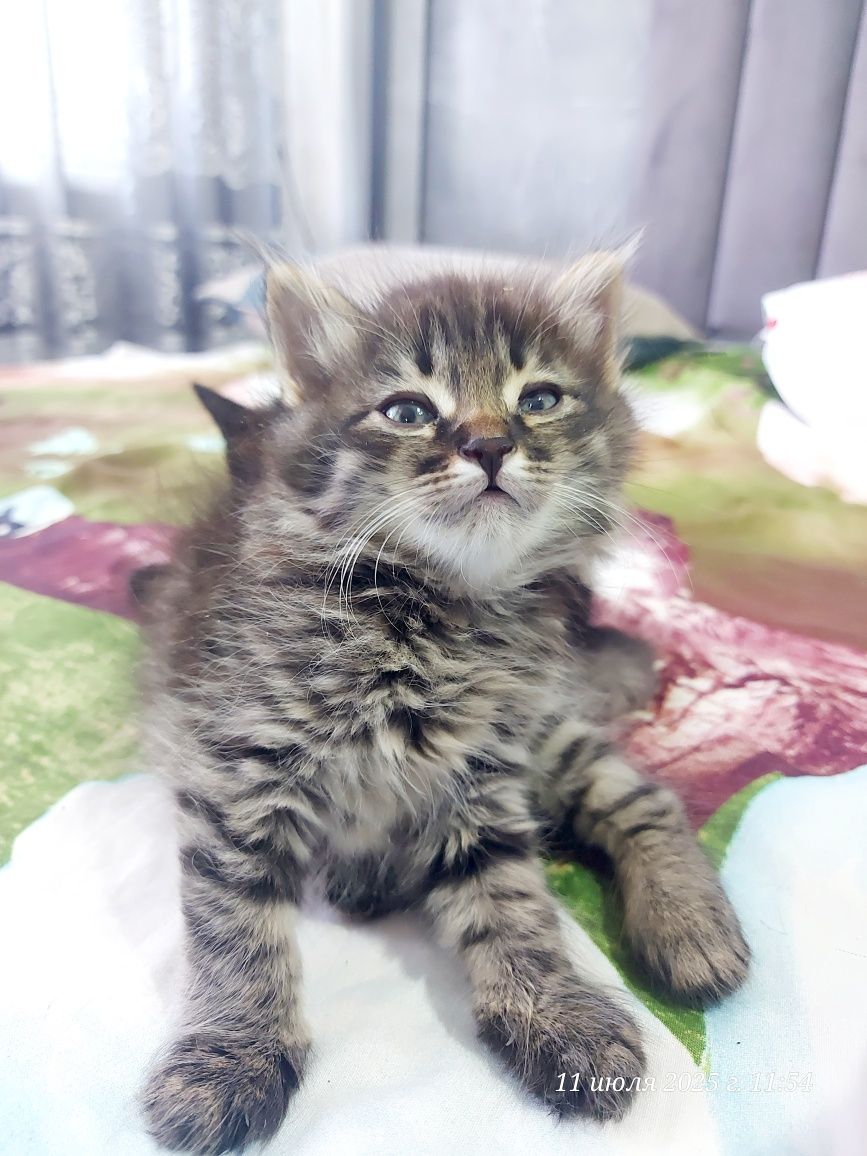 Игривые и милые котята