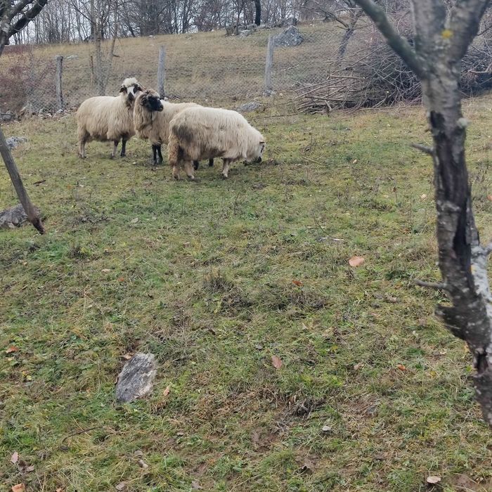 Oi bune de ținut de vânzare