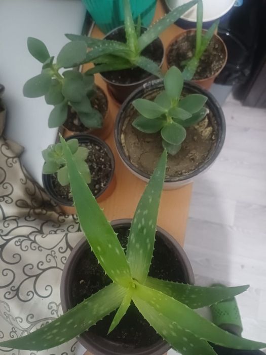 Продам алое и цветы