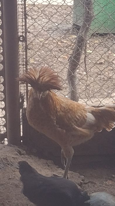 Cocoși,găini , porumbei,fazani.