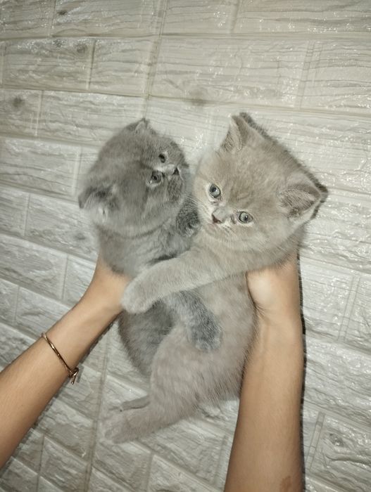 Продаются котята скоттиш страйт и фолд